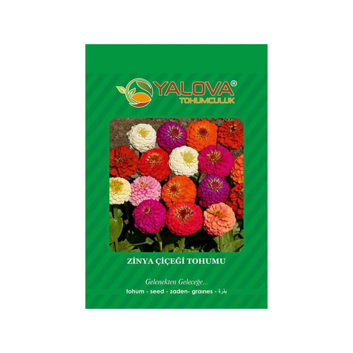 Yalova Zinya Çiçeği Tohumu (BTK.00107)