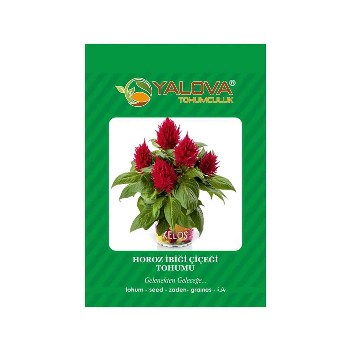 Yalova Horoz İbiği Çiçeği Tohumu (BTK.00169)