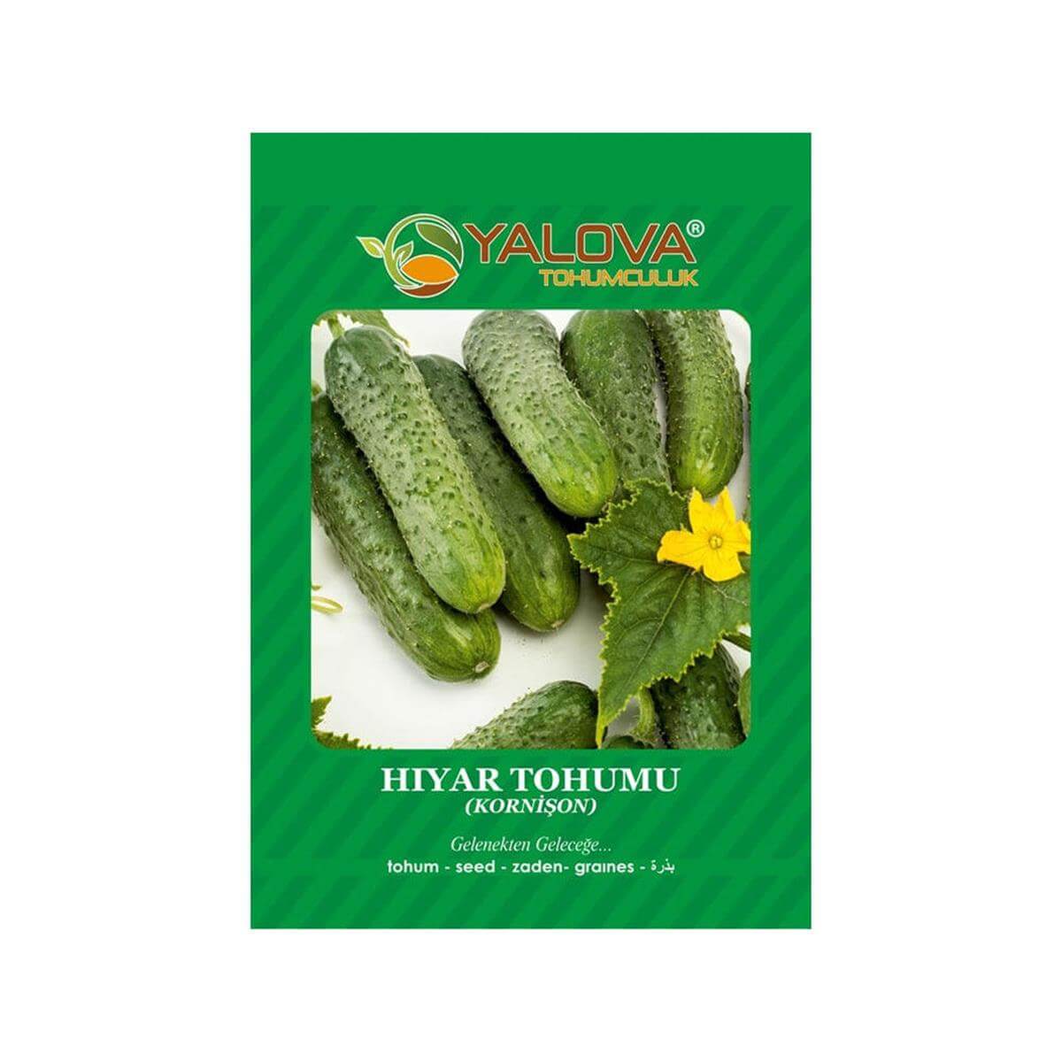 Yalova Kornişon Hıyar Tohumu (BTK.01135)
