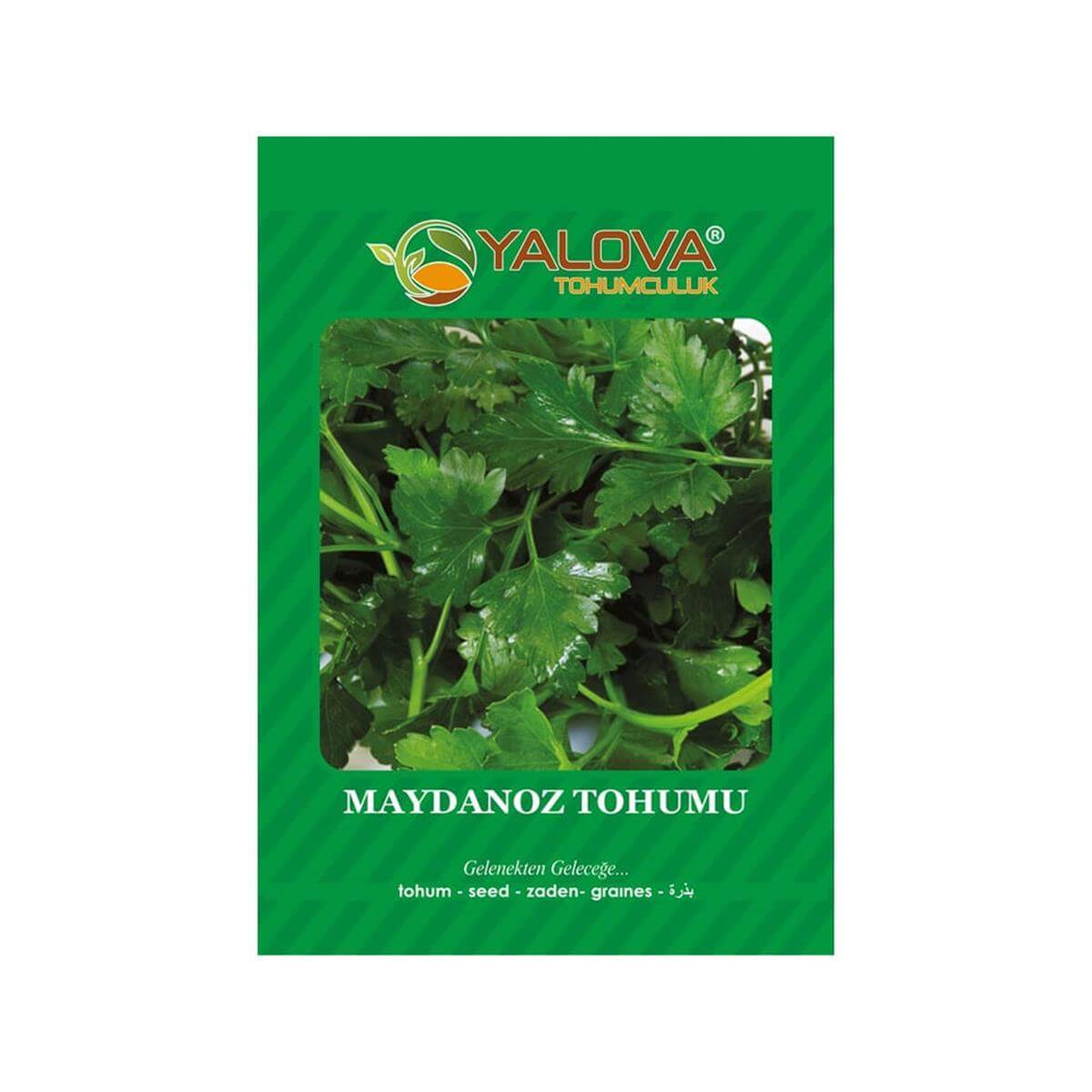 Yalova Maydanoz Tohumu (BTK.00800)