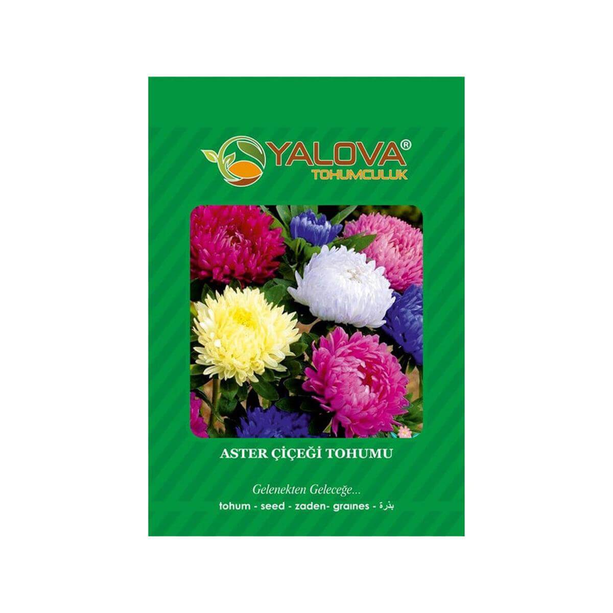 Yalova Aster Çiçeği Tohumu (BTK.00015)
