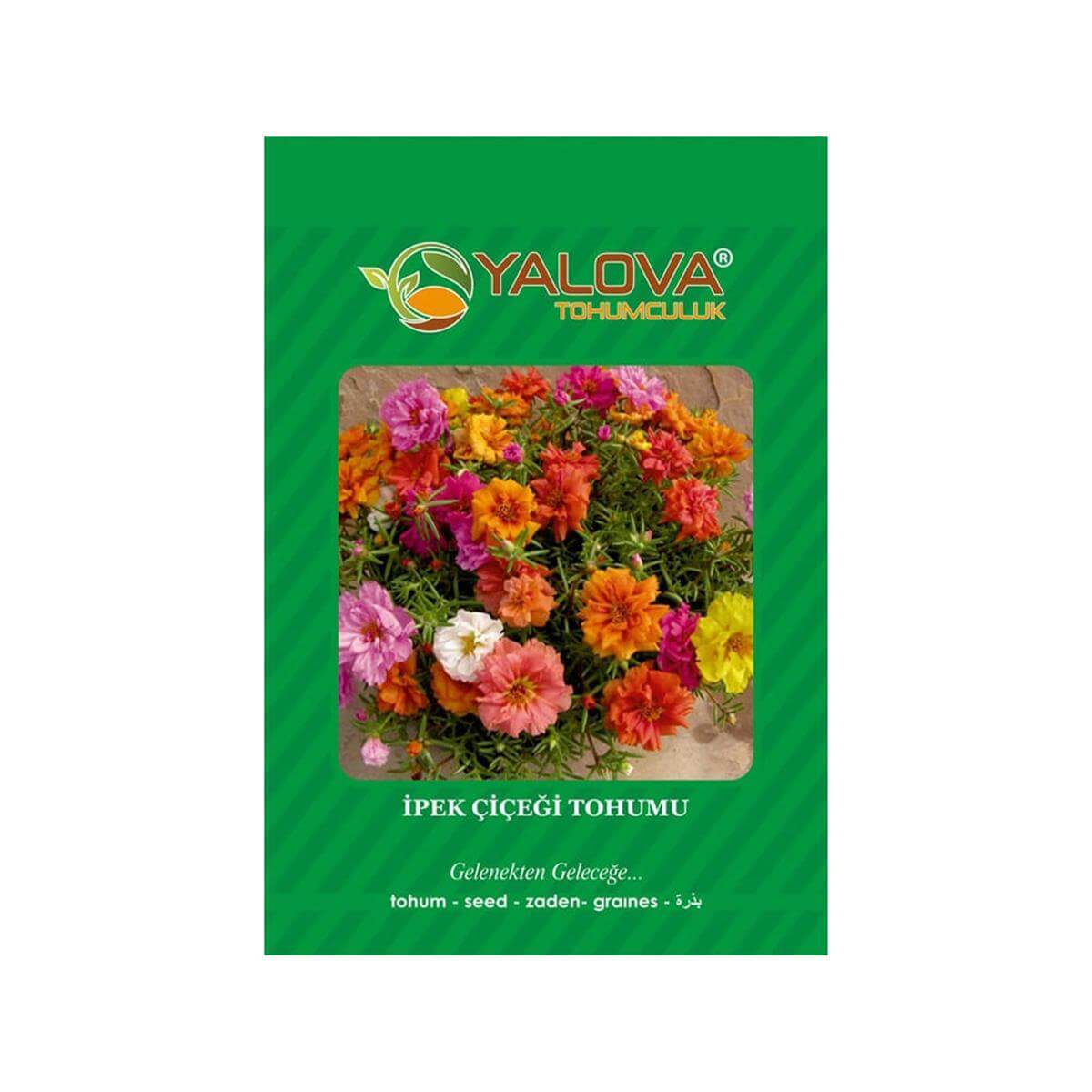 Yalova İpek Çiçeği Tohumu (BTK.00176)