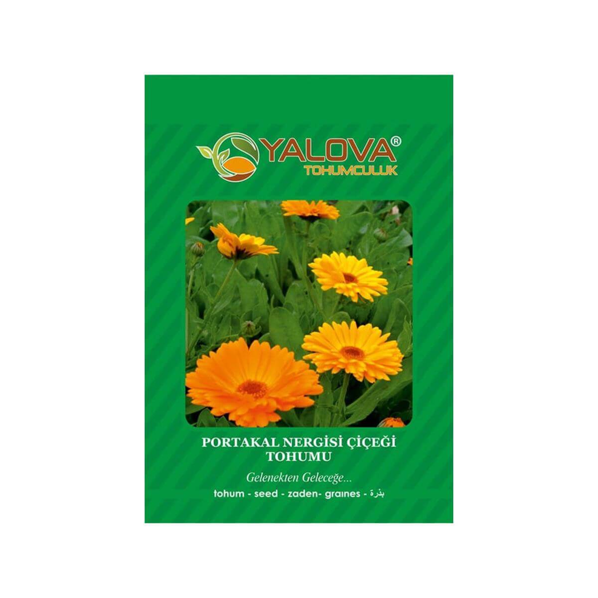 Yalova Portakal Nergisi Çiçeği Tohumu (BTK.00190)