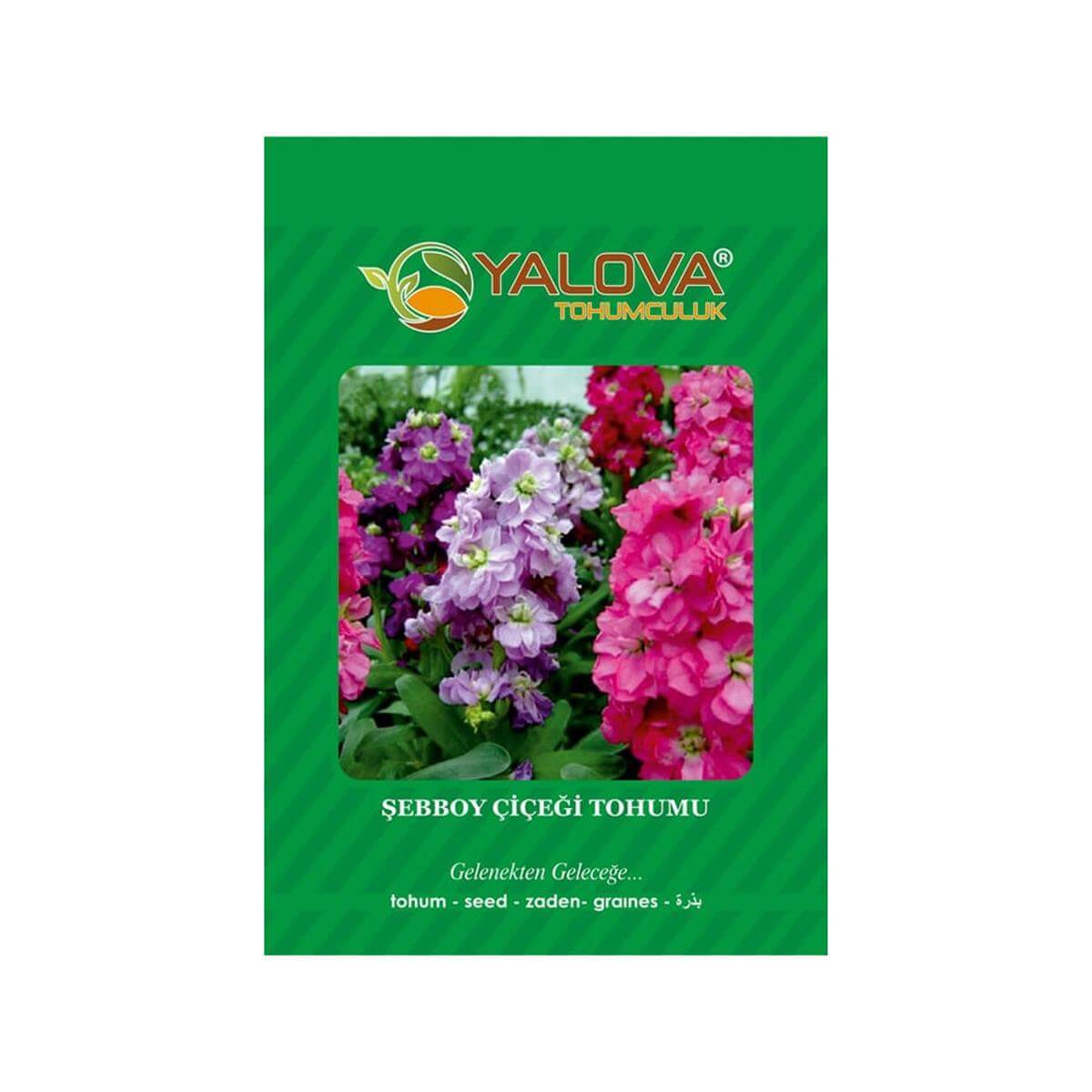 Yalova Şebboy Çiçeği Tohumu (BTK.00091)