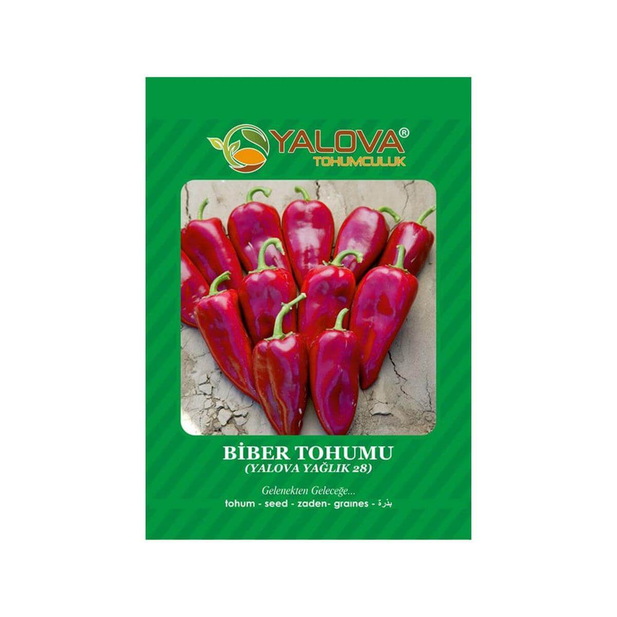 Yalova Kapya Biber Tohumu (BTK.00848)