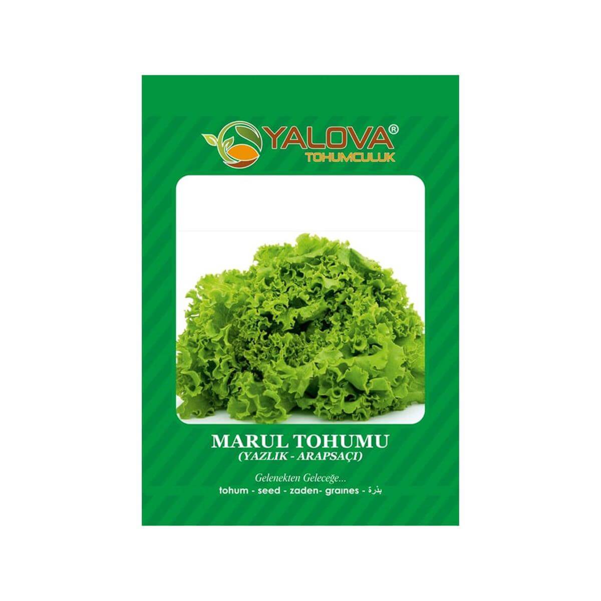 Yalova Kıvırcık Arapsaçı Tohumu (BTK.00954)