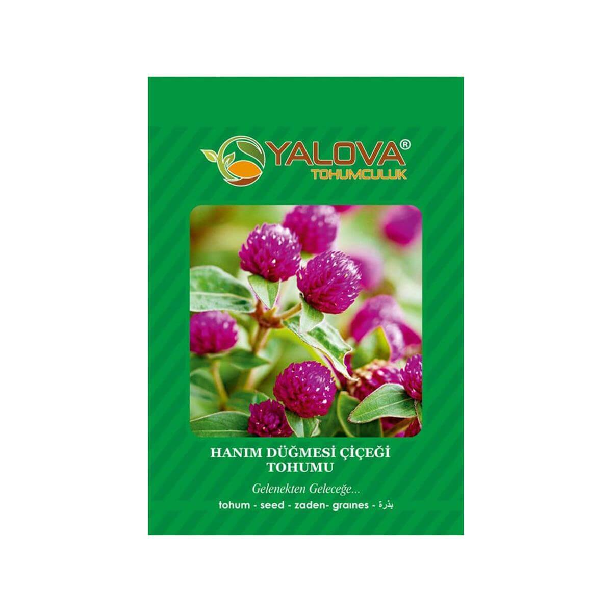 Yalova Hanım Düğmesi Çiçeği Tohumu (BTK.00114)