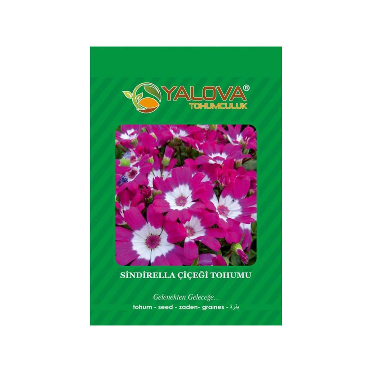 Yalova Sindrella Çiçeği Tohumu (BTK.00206)
