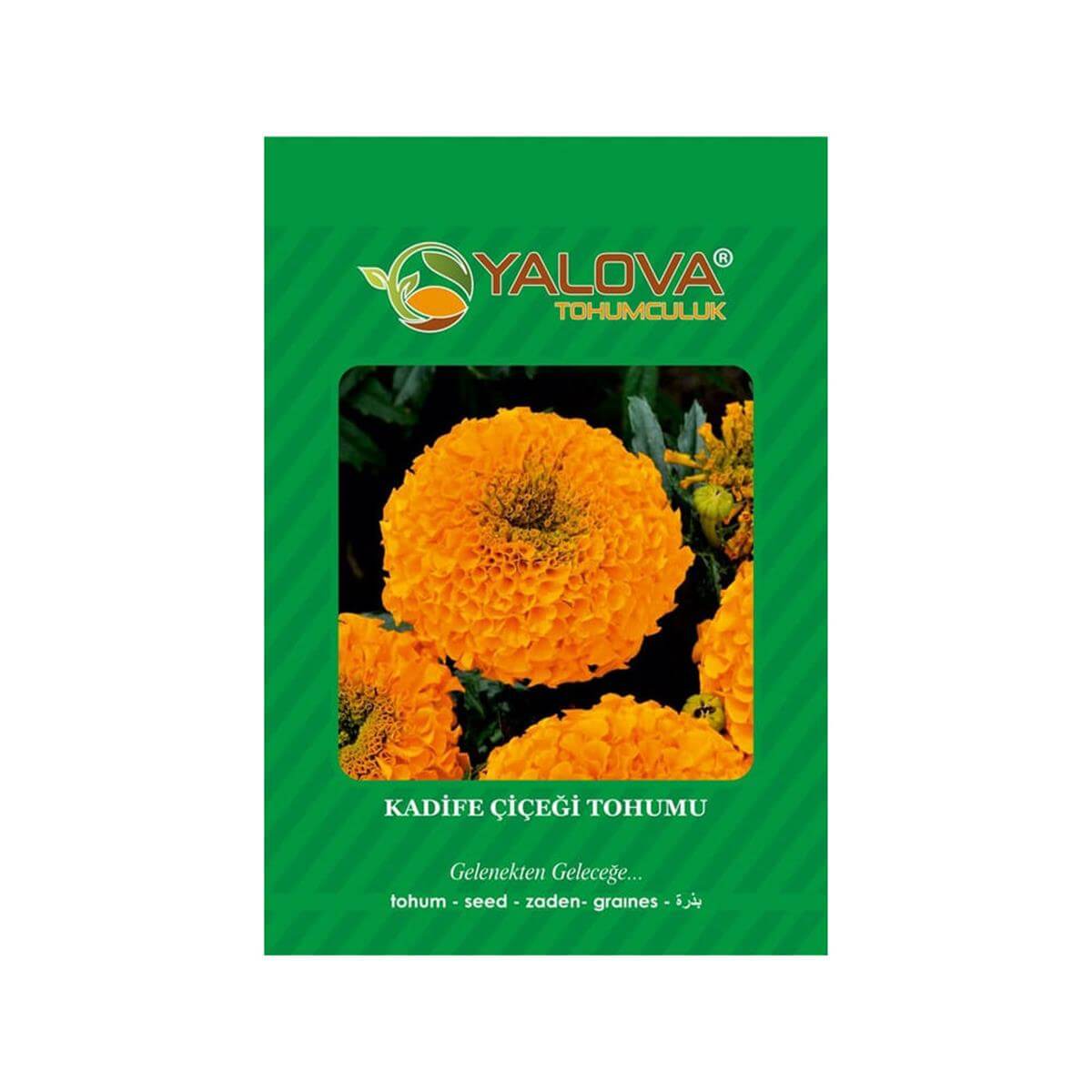 Yalova Kadife Çiçeği Tohumu (BTK.00138)