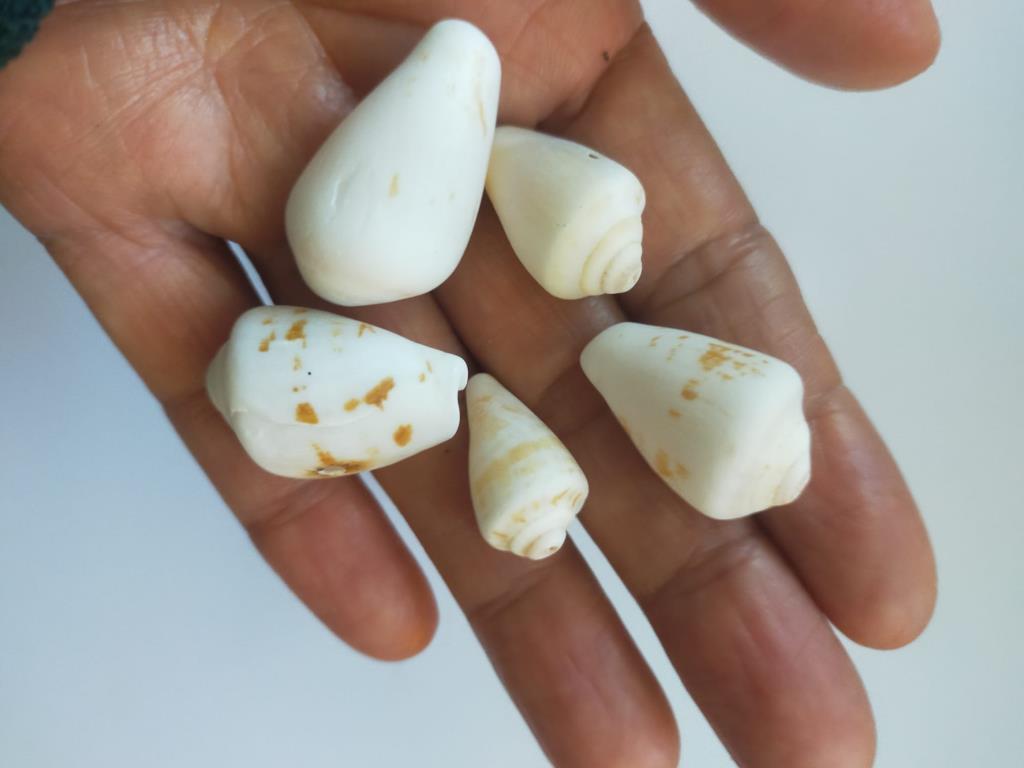 Deniz Kabugu Doğal 1 Adet  Hobi Akvaryum Dekorasyon Tasarım 
