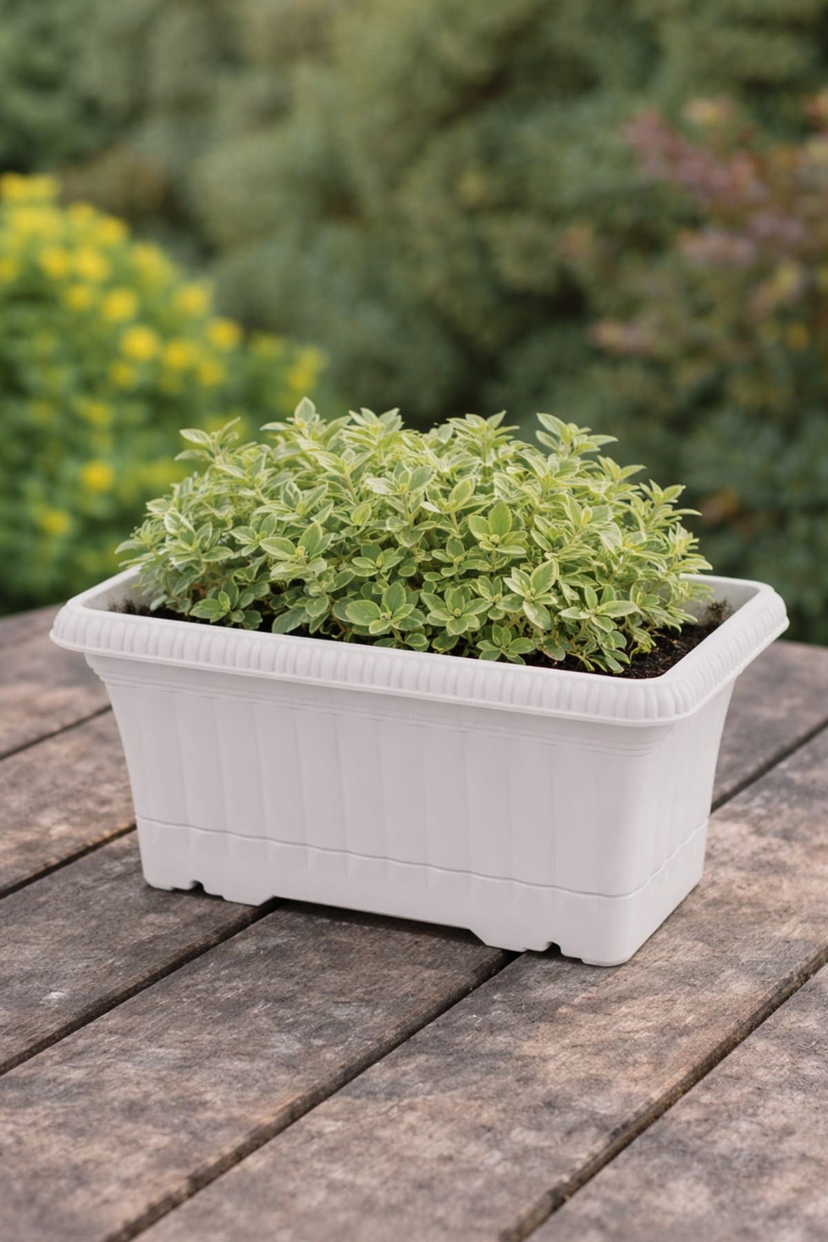 Serinova OB01 Ova Balkon Saksı No:1 - 3.5 Litre
