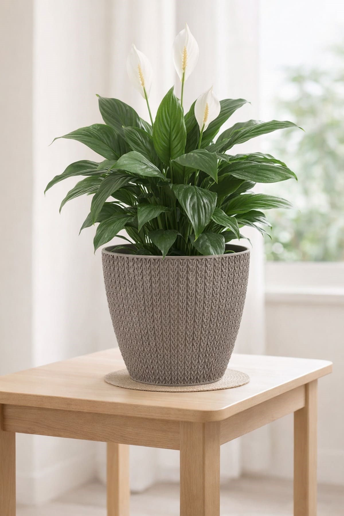 Serinova SML4 Sümela Saksı No:4 5 Litre