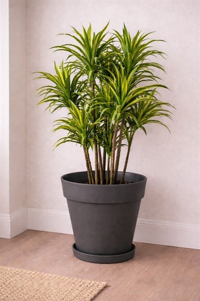 Serinova YS05 Yalı Saksı 10 Litre