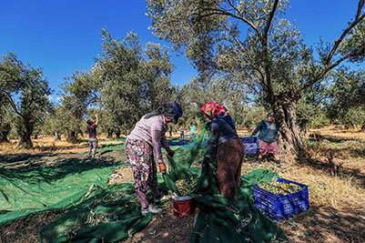 Zeytin Hasadı