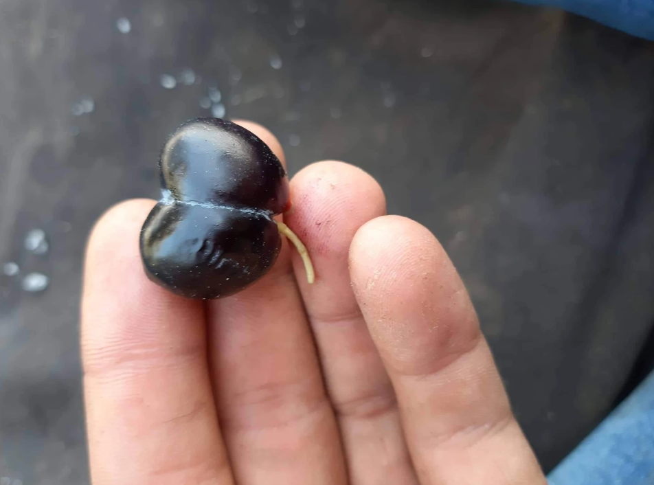 Çatal (Yapışık) Zeytinler Şans Getirsin