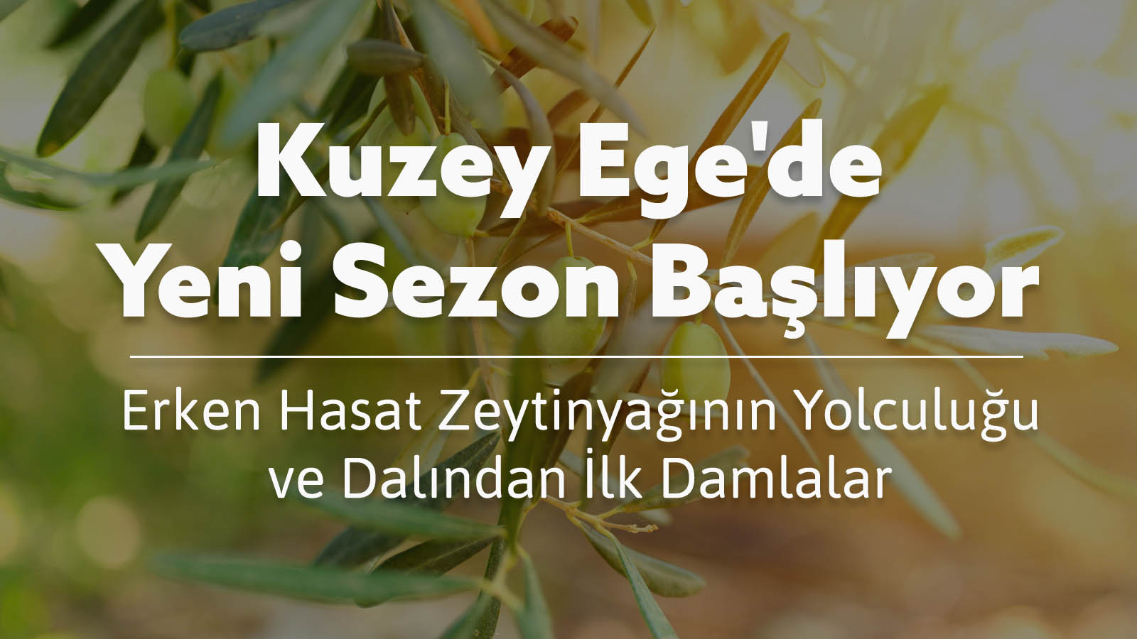 Kuzey Ege'de Yeni Sezon Başlıyor: Erken Hasat Zeytinyağının Yolculuğu
