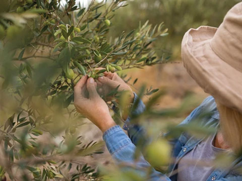Zeytin Neden Acı Olur?