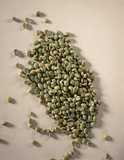 India Plantation Arabica AA Yeşil Kahve – 1 Çuval 60 kg