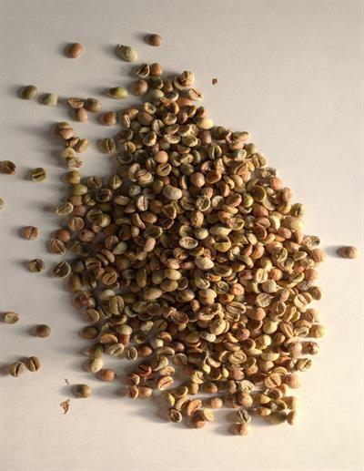 India Robusta Cherry A Yeşil Kahve – 1 Çuval 60 kg
