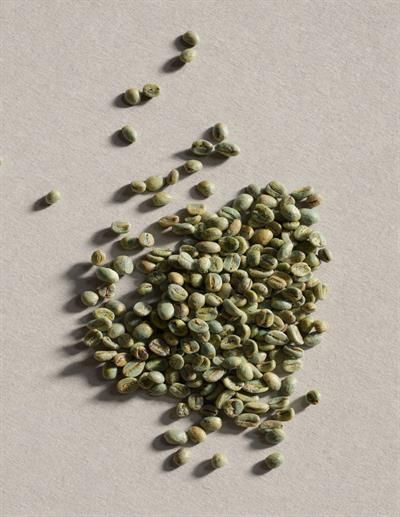 El Salvador Arabica SHG Green Coffee Beans – 1 Sack 60 kg