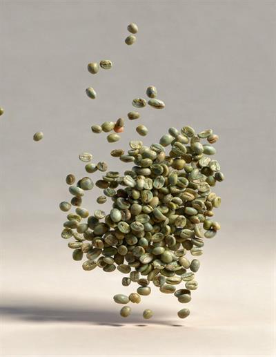 El Salvador Arabica SHG Green Coffee Beans – 1 Sack 60 kg