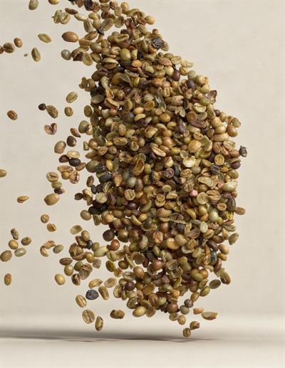 Vietnam Robusta Gr1 Yeşil Kahve – 1 Çuval 60 kg