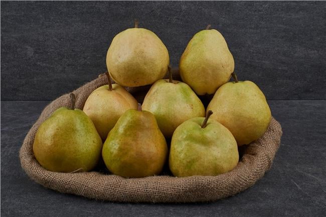 MNV.ARMUT DEVECİ KG