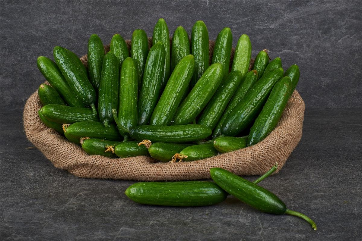 MNV.SALATALIK CENGELKOY