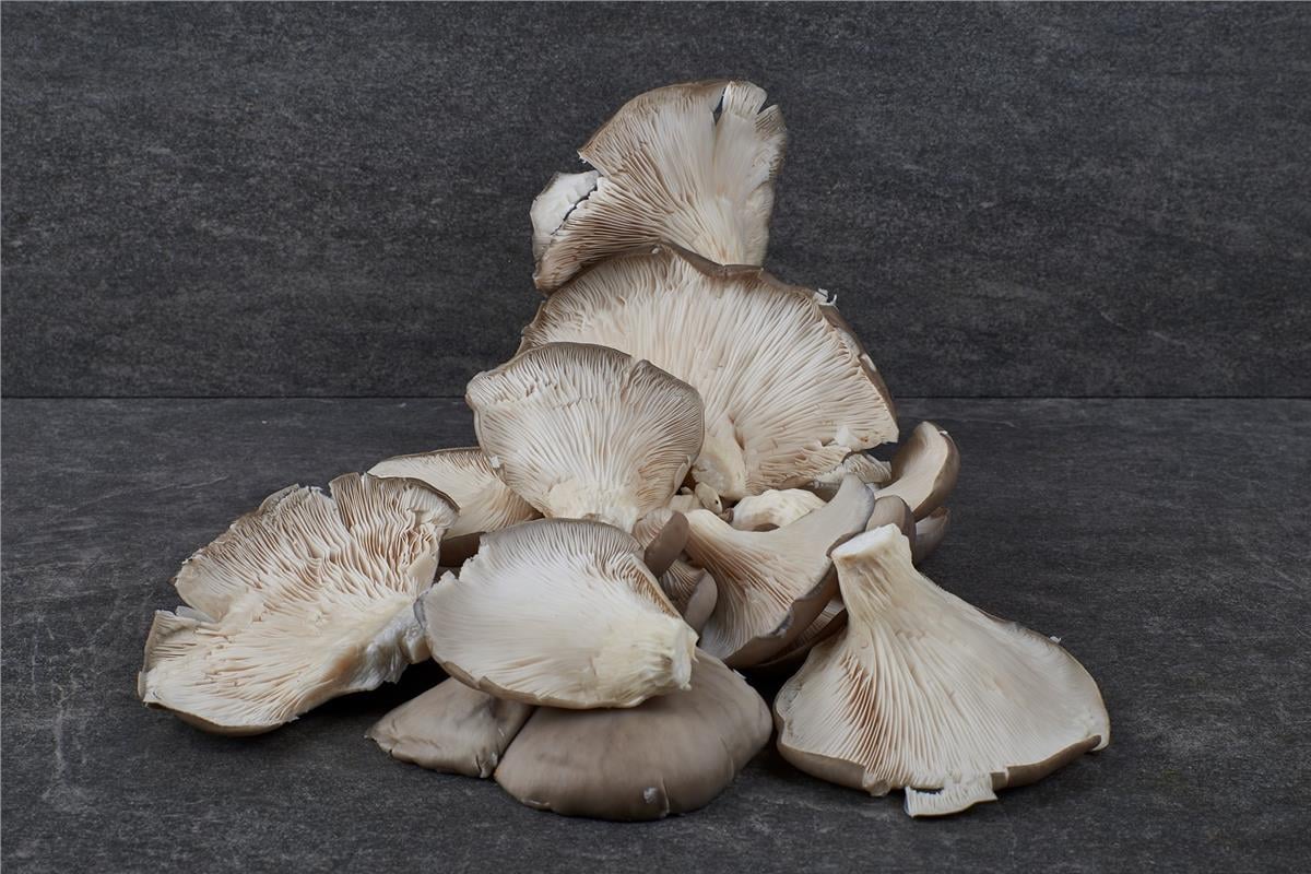 MNV.TAZE ISTIRIDYE MANTARI