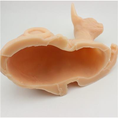 Kedi Şeklinde Deneme Derisi