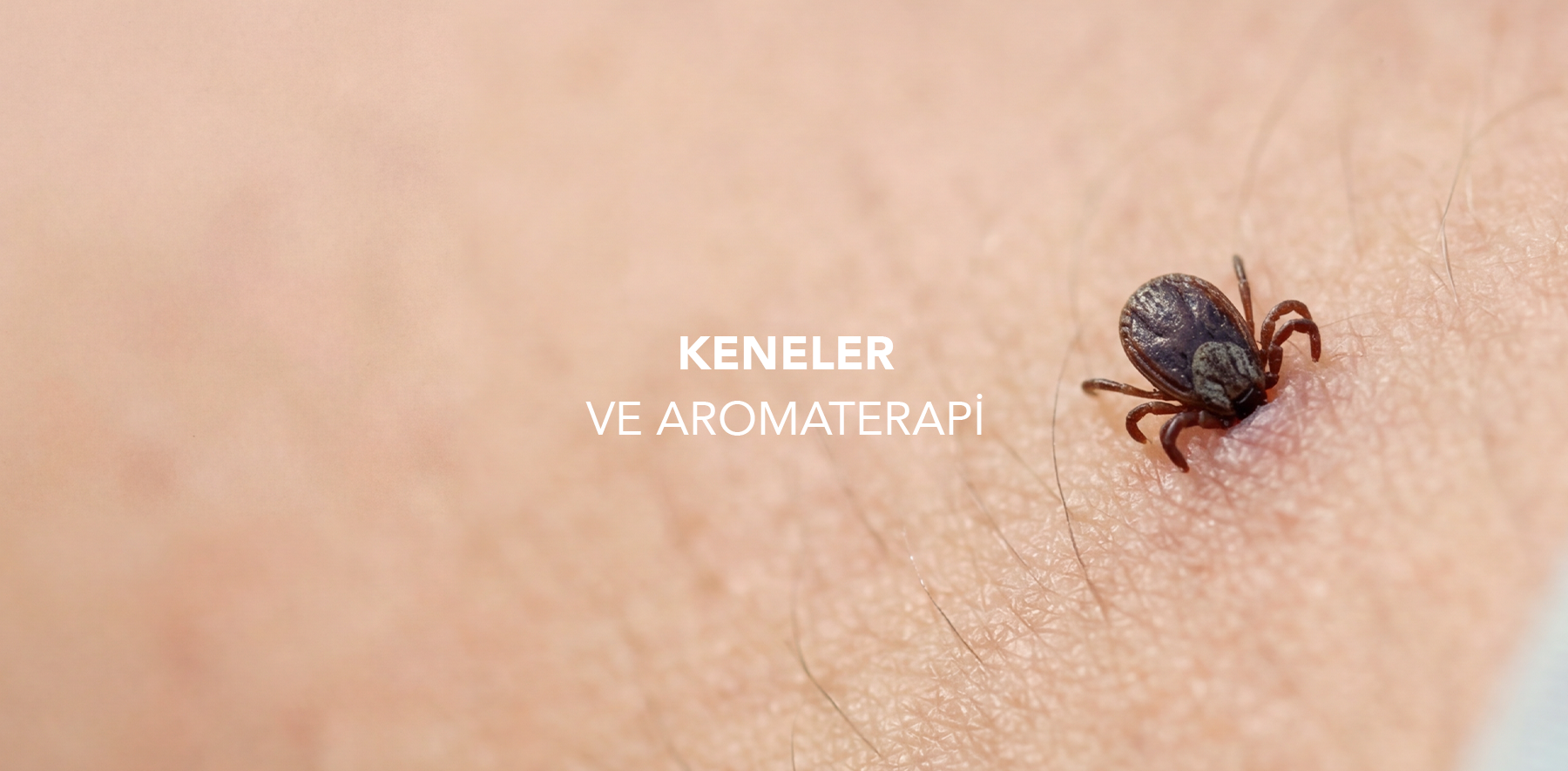 Keneler ve Aromaterapi