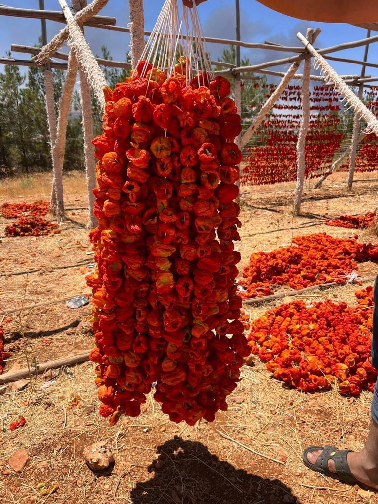 Kuru Dolmalık Biber