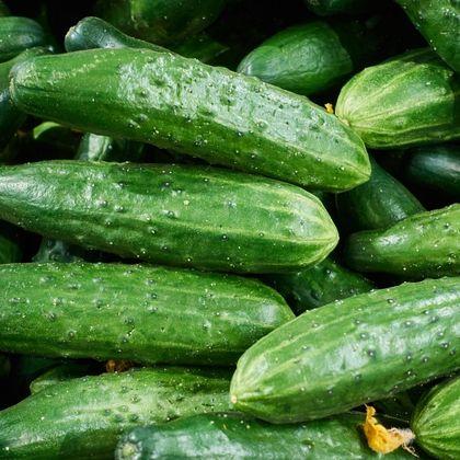 Çubuk Salatalık Turşusu