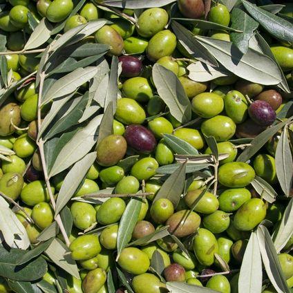 Kırma Yeşil Zeytin