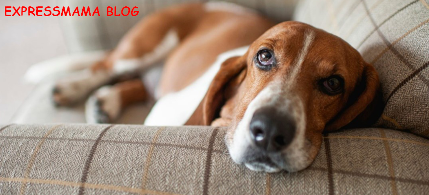 Köpeğinizin Burnu Akıyorsa Dikkat! İşte Nedenleri, Belirtileri, Etkili Tedavi Yolları ve Evde Yapılabilecek Destekleyici Bakım Önerileri