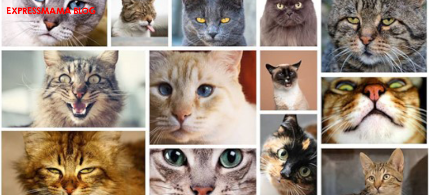 2026’nın En Güzel Popüler Kedi İsimleri: Dişi, Erkek, Komik ve Yaratıcı 300+ Öneri