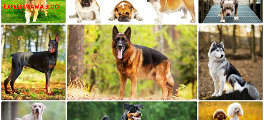 2026’nın En Popüler Köpek İsimleri: Dişi, Erkek, Komik ve Sıradışı 400+ İsim Önerisi