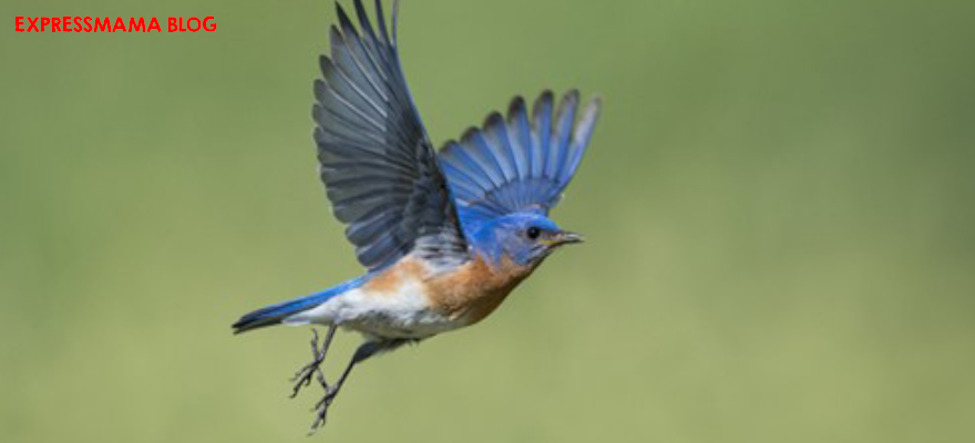 Daha Önce Hiç Duymadınız! Kuşlar Hakkında Çok İlginç ve Önemli Şaşırtıcı Bilgiler