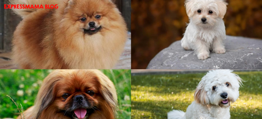 Denizden Gelen Sağlık: N&D Ocean Düşük Tahıllı Balıklı Mini Yetişkin Köpek Maması İncelemesi 2026
