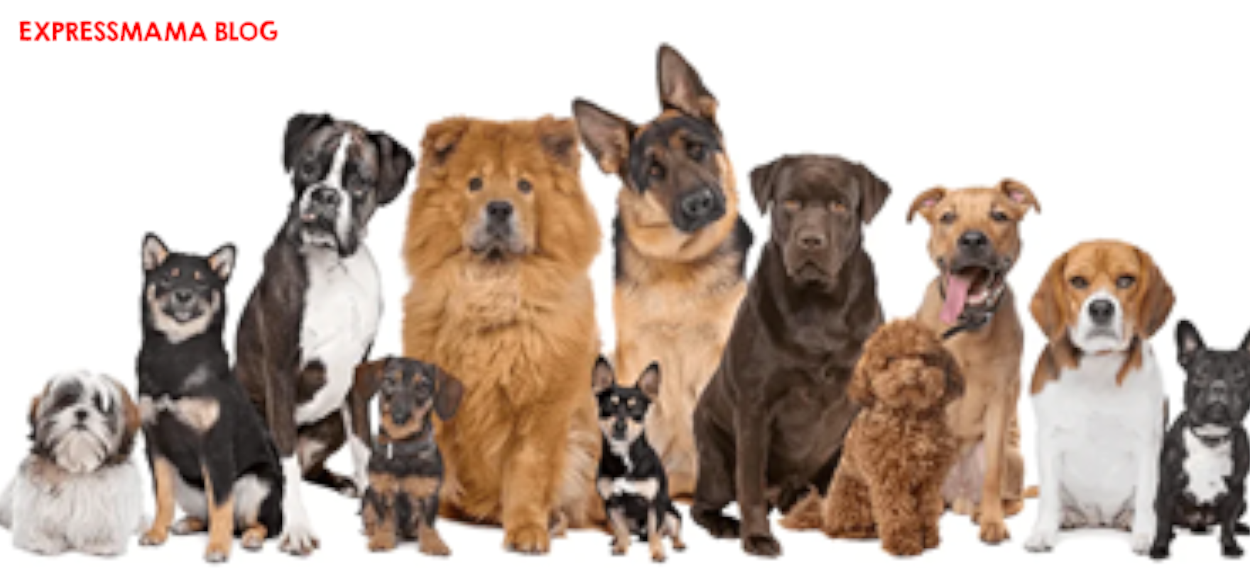 En Çok Tavsiye Edilen Köpek Mamalarından Biri Kısırlaştırılmış Köpekler için Gurme ve Sağlıklı Bir Seçim: N&D Kinoa Ördek Brokoli Kuşkonmaz Kısırlaştırılmış Köpek Maması