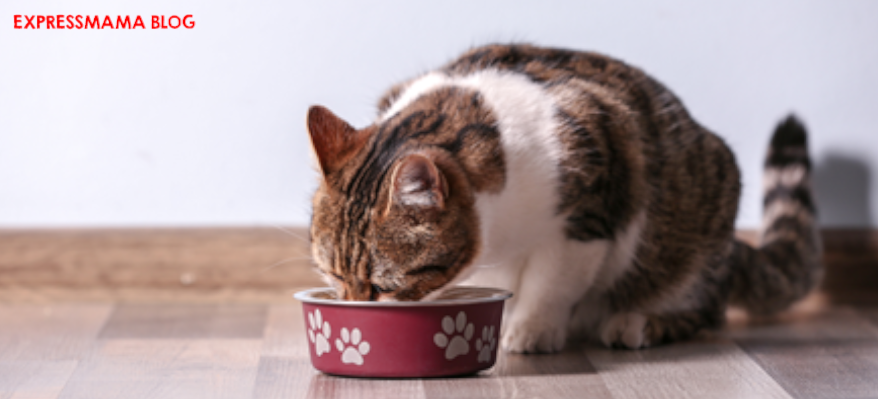 En Çok Tavsiye Edilen Tüy Yumağı Önleyici Kedi Maması: N&D Quinoa Tüy Yumağı Önleyici Ördekli Elmalı ve Kızılcıklı Tahılsız Yetişkin Kedi Maması Hakkında Detaylı Bilgilendirmeler