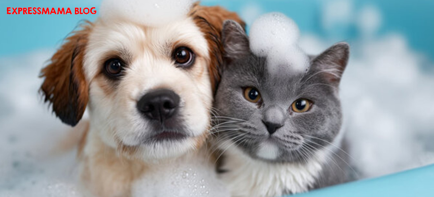 Evcil Hayvan Temizliğinde Doğru Şampuan Kullanımı: Sağlıklı ve Temiz Tüy Bakımı Hakkında Bilmeniz Gereken Her Şey