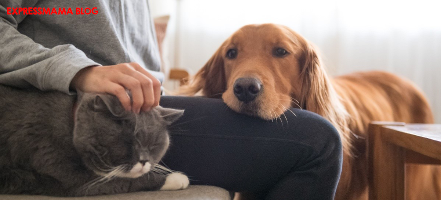 Evcil Hayvanınızın Sizi Sevip Sevmediğini Nasıl Anlarsınız?