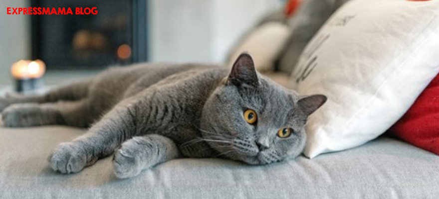 kedi cinsleri