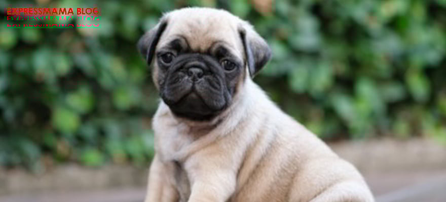 Evde Bakımı Kolay Köpek Cinsleri