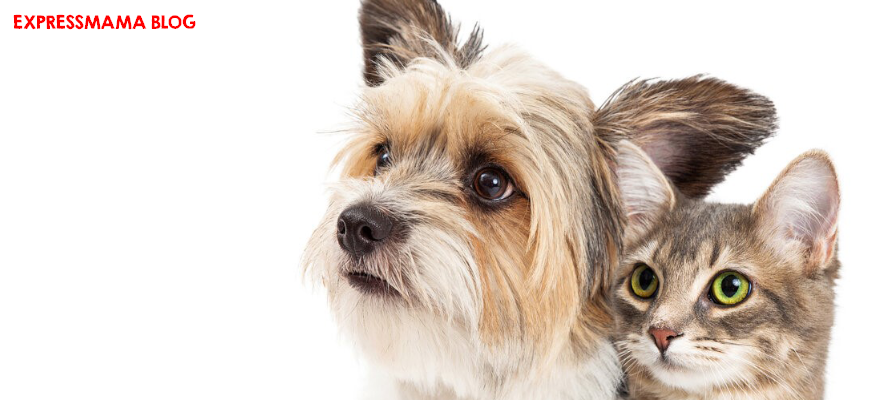 FOS ve MOS Nedir? Kedi ve Köpeklerde Bağırsak Sağlığına Faydaları