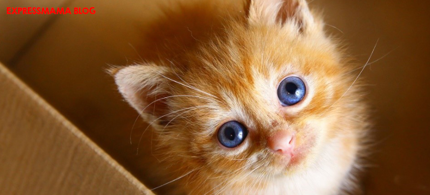 Hills Kitten Ton Balıklı Yavru Kedi Maması İncelemesi, İçerik, Faydaları ve Gerçek Kullanıcı Yorumları: Güçlü Bağışıklık, Sağlıklı Büyüme ve Dengeli Beslenme Sağlayan Yavru Kedi Mama Önerisi
