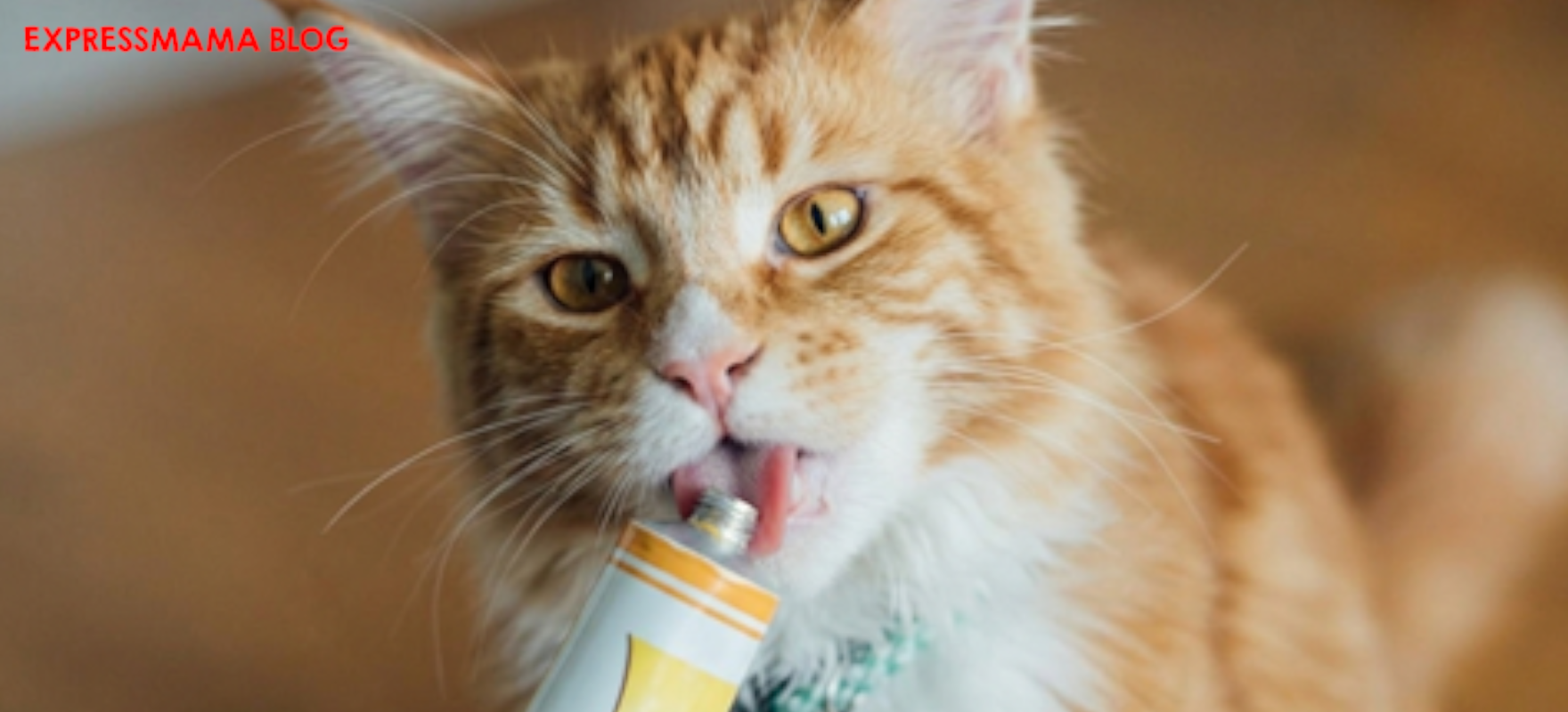 Kedi Maltı ile Tüy Yumağına Son! Kedinizin Sağlığını ve Sindirimini Desteklemenin Sırrını Bulduk