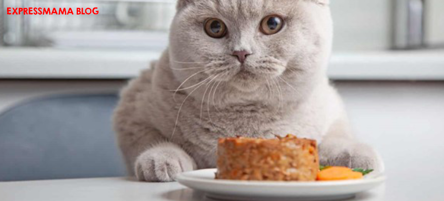 Kedi Maması İçeriği Nasıl Okunur? Sağlıklı ve Kaliteli Mama Seçimi Nasıl Yapılır? (2026)