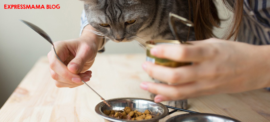 Kedi Ödül Maması Nasıl Verilmeli? Ne Zaman Verilmeli? Faydaları Nelerdir? (2026 Güncel Rehber)